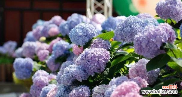 橘色绣球花的寓意是什么?橘色绣球花的花语有哪些?