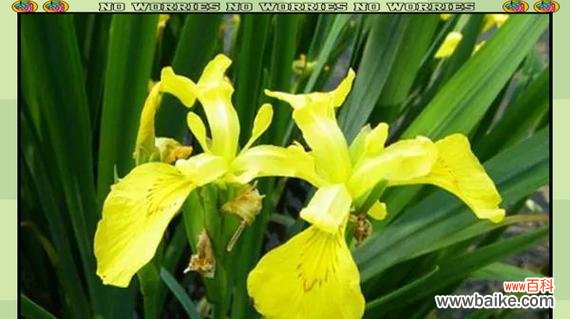 哪些花象征着爱情和友情?