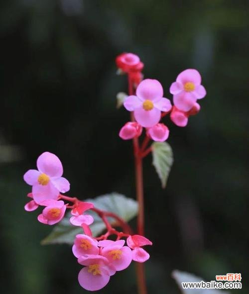 哪些树和花寓意爱情？如何选择寓意爱情的植物？