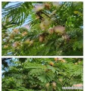 哪些树和花寓意爱情？如何选择寓意爱情的植物？