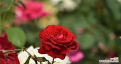 富贵爱情的花语有哪些？