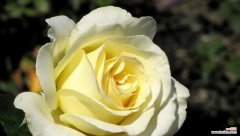 黄色寓意好的花有哪些？如何选择寓意好的黄色花？