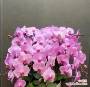 揭示白蝴蝶兰传达的美丽信息 白蝴蝶兰的花语与寓意