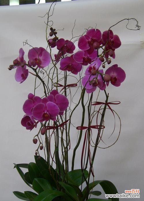 蝴蝶兰的花语与神秘传说 蝴蝶兰的传说故事