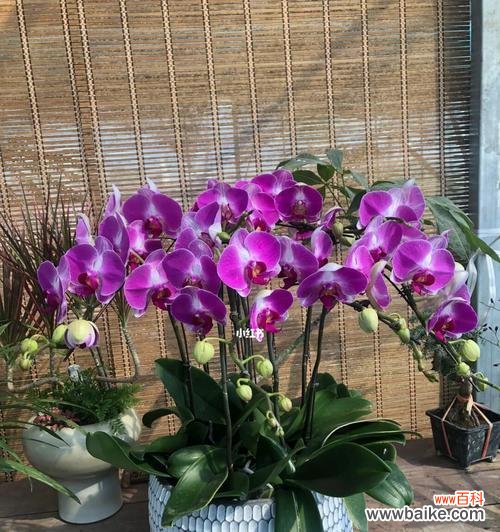 蝴蝶兰的花语与神秘传说 蝴蝶兰的传说故事