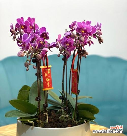 蝴蝶兰的花语与神秘传说 蝴蝶兰的传说故事