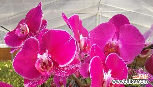 寓意花语与美丽传说 蝴蝶兰