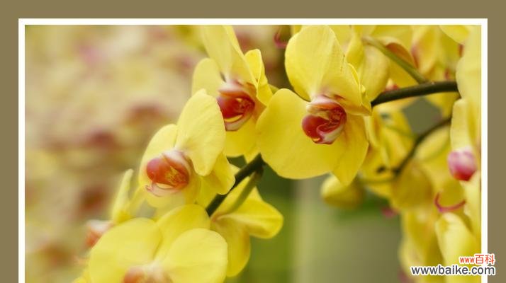 以蝴蝶兰花语代表着意思 蝴蝶兰