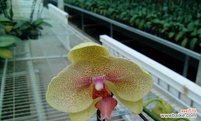 以蝴蝶兰花语代表着意思 蝴蝶兰