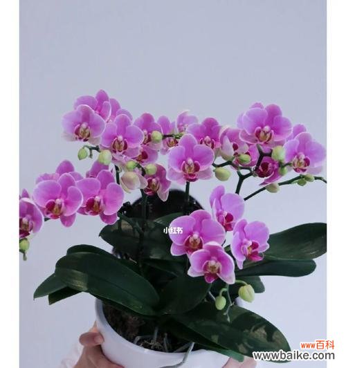 以蝴蝶兰花语代表着意思 蝴蝶兰