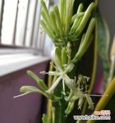 寓意深远的虎皮兰花语 虎皮兰