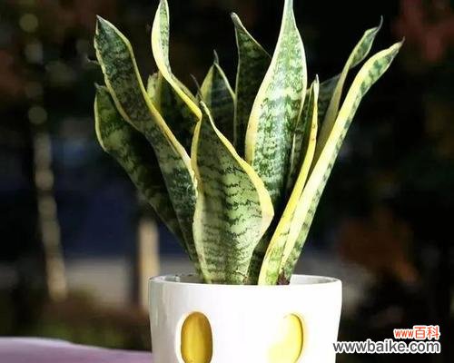 寓意深远的虎皮兰花语 虎皮兰