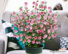 探索花卉分类学的重要性及分类方法 花卉分类的意义与方法