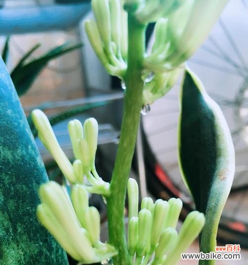 揭示虎尾兰开花背后的神奇奥秘 虎尾兰开花的寓意与象征