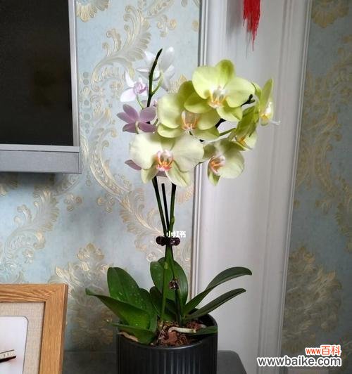 追逐自由的花朵 蝴蝶兰的代表意义