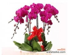 追逐自由的花朵 蝴蝶兰的代表意义