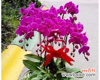 探寻蝴蝶兰的意义与美丽 蝴蝶兰