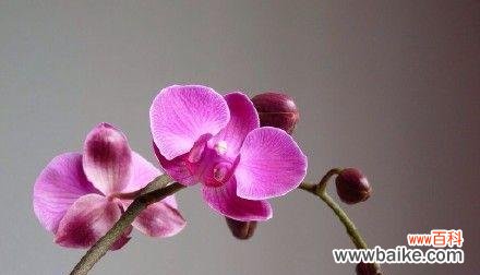 探寻蝴蝶兰的意义与美丽 蝴蝶兰