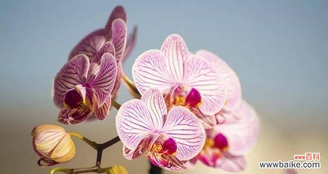 探寻蝴蝶兰的意义与美丽 蝴蝶兰