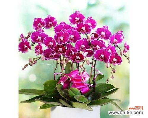 探寻蝴蝶兰的美与神秘 蝴蝶兰的花语与象征意义