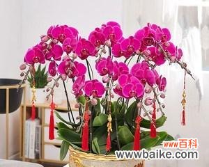 探寻蝴蝶兰的美与神秘 蝴蝶兰的花语与象征意义