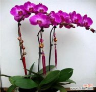 探寻蝴蝶兰的美与神秘 蝴蝶兰的花语与象征意义