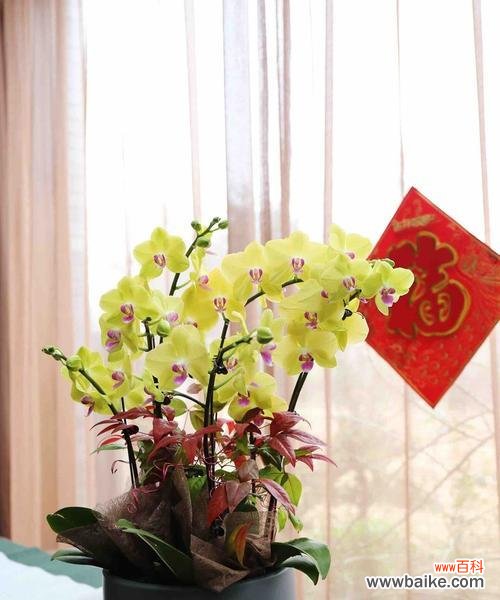 蝴蝶兰 蝴蝶兰花语寓意