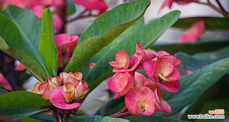 探寻虎刺梅花语的起源与传承 虎刺梅花语的深刻内涵