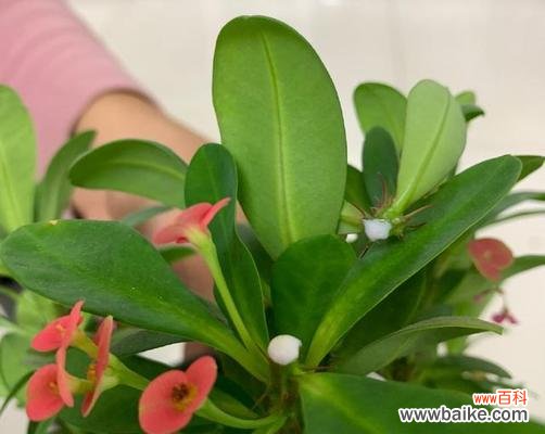 探寻虎刺梅花语的起源与传承 虎刺梅花语的深刻内涵