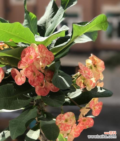 以虎刺梅花的寓意探究生命的坚韧与独立 虎刺梅花寓意与象征的力量