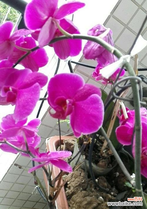 鲜花中的皇后 蝴蝶兰的美与寓意