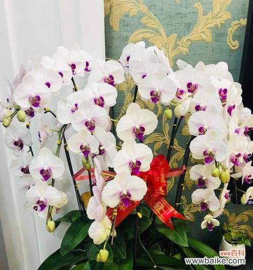 鲜花中的皇后 蝴蝶兰的美与寓意