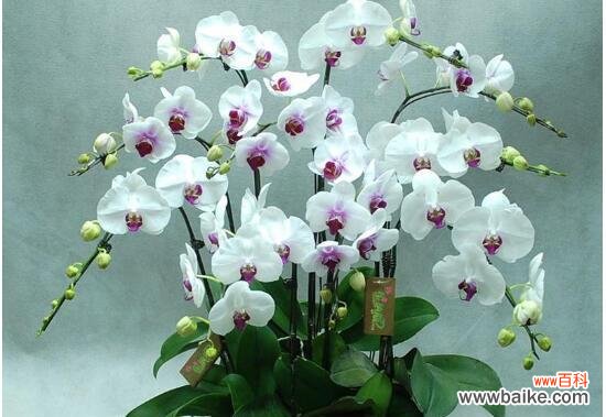 鲜花中的皇后 蝴蝶兰的美与寓意