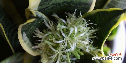 探寻虎皮兰开花的神秘之处 虎皮兰开花的寓意与象征意义