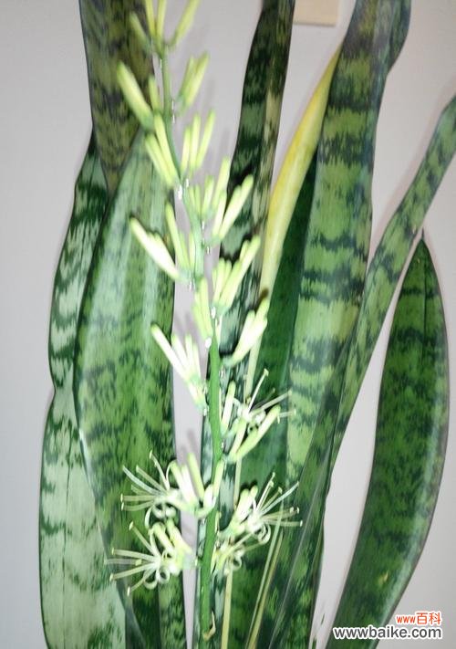 探寻虎皮兰开花的神秘之处 虎皮兰开花的寓意与象征意义