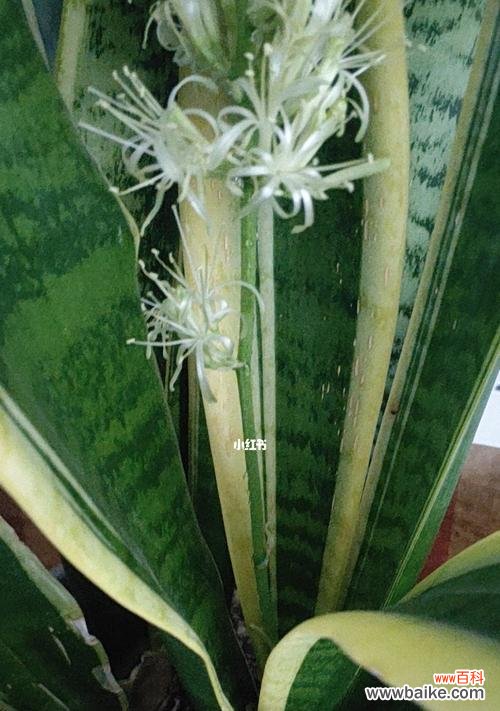 探寻虎皮兰开花的神秘之处 虎皮兰开花的寓意与象征意义