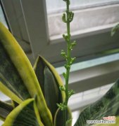 探寻虎皮兰开花的象征意义 虎皮兰绽放的寓意与意义