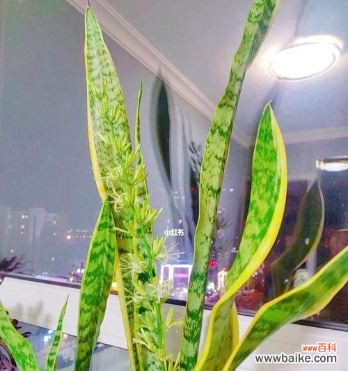 探寻虎皮兰开花的象征意义 虎皮兰绽放的寓意与意义