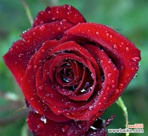 解读玫瑰花朵数背后的秘密 玫瑰花朵数的含义