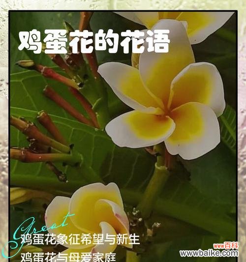 绿色花的花语与寓意是什么？绿色花卉象征什么？