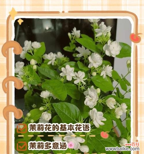 绿色花的花语与寓意是什么？绿色花卉象征什么？