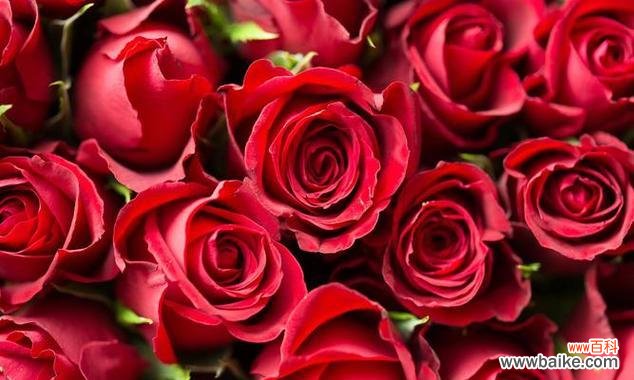 送红色花代表什么？红色花的含义是什么？