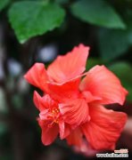 送红色花代表什么？红色花的含义是什么？