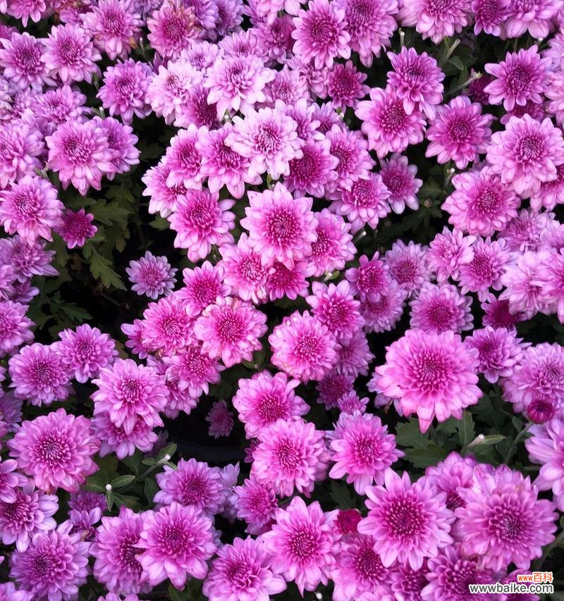 什么花象征开心快乐?如何用花语表达快乐?