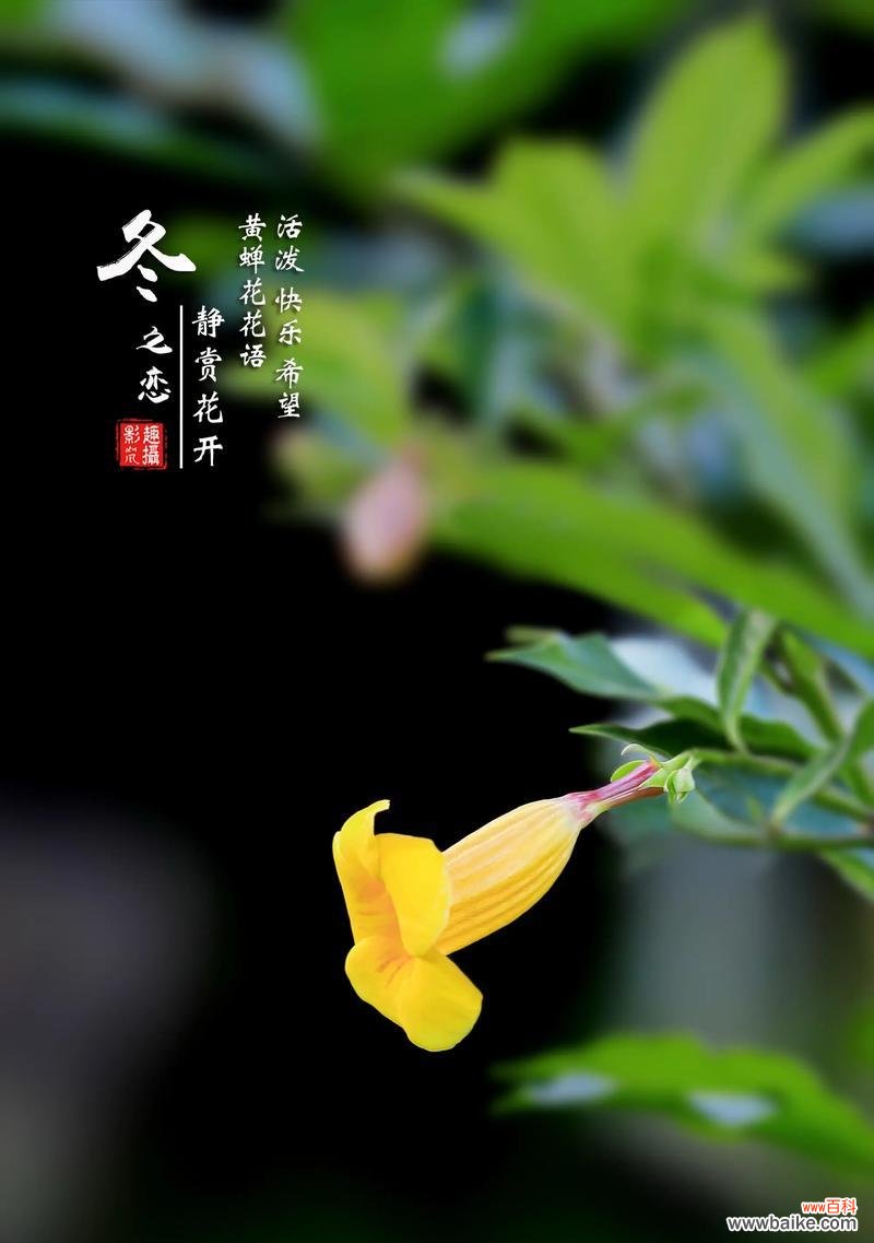 什么花象征开心快乐?如何用花语表达快乐?