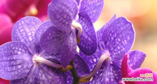 紫色的花中哪种寓意好运?紫色花卉的吉祥含义是什么?