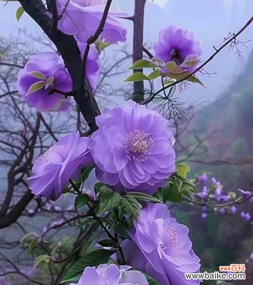 紫色的花中哪种寓意好运?紫色花卉的吉祥含义是什么?