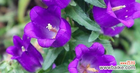 紫色的花中哪种寓意好运?紫色花卉的吉祥含义是什么?