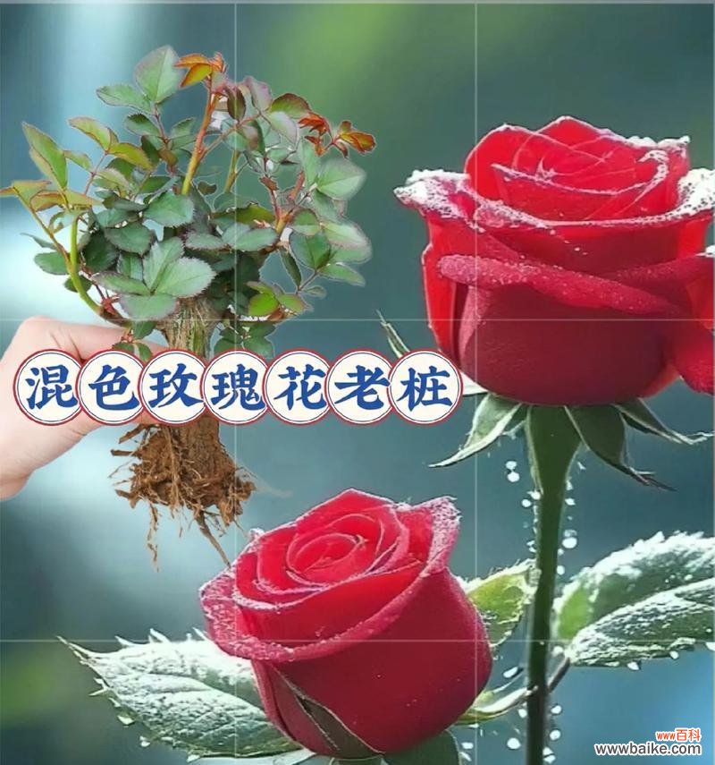 澄色玫瑰花的花语是什么?澄色玫瑰有何特别寓意?