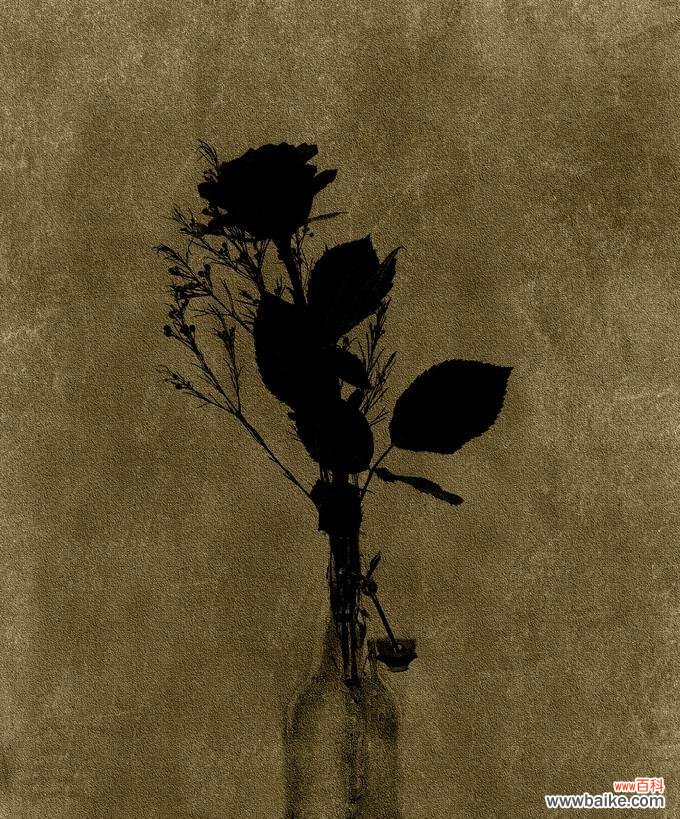 棕色的花象征着什么？棕色花卉的寓意是什么？